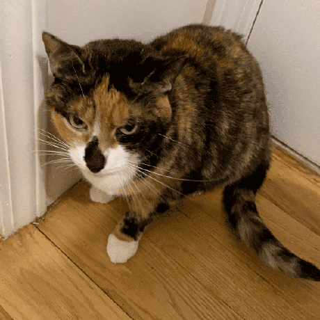 Thezoo At Master Ytisf Thezoo Github - 4K Landscape Backgrounds for Desktop