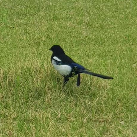 Github Q12323 Meow Client - Space Wallpaper Collection - Ultra HD Quality