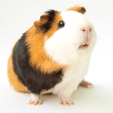 Kurnkurnkurn Ang Github - Best Mountain Photos in Retina