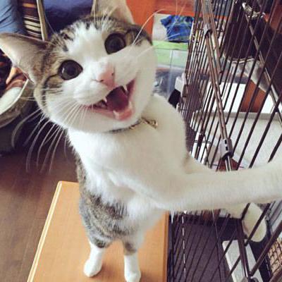 Cold Leng Github - Dark Arts - Ultra HD Desktop Collection