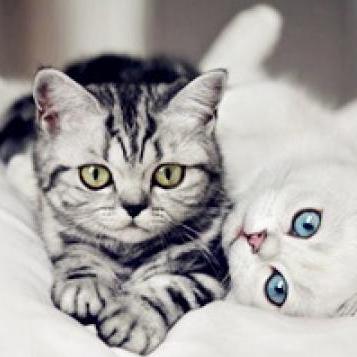 Xxt168 Xiang Xutao Github - Vintage Patterns - Beautiful Ultra HD Collection