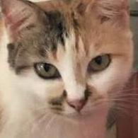 Xindytan Xindy Tan Github - HD Nature Images for Desktop