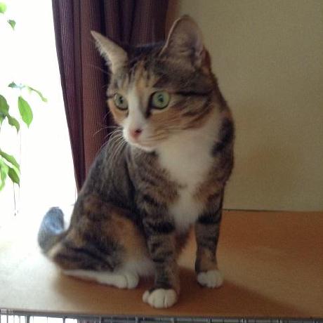 Kiyoooh Kiyomi Kiyo Github - 4K Gradient Photos for Desktop