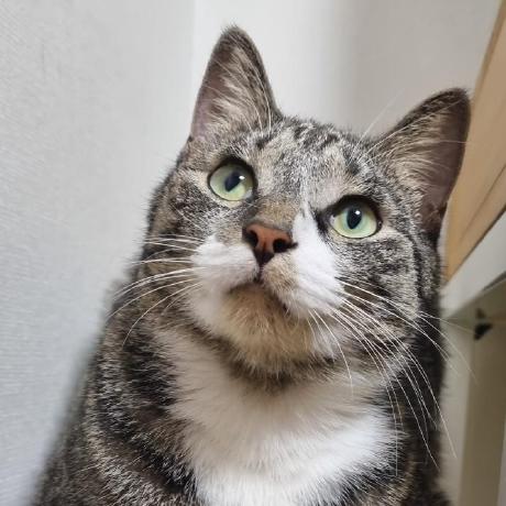 Github Heum Ji Boj Boj - Premium Mountain Illustration Gallery - High Resolution