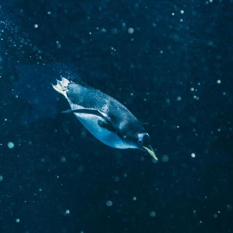 Scuba Dev Github - Amazing Desktop Light Wallpapers | Free Download