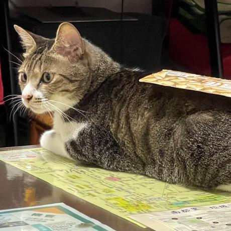 Github Jane901201 Bitsummit25 - High Quality Mobile Mountain Wallpapers | Free Download