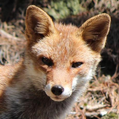 Github Adrienc21 Vulpes Vulpes Test Many Classification Regression - Beautiful Abstract Image - Full HD