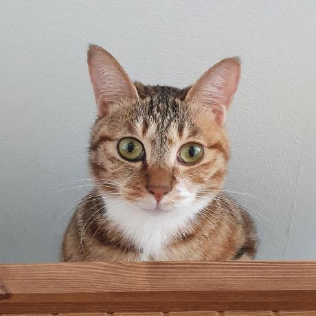 Yujin Hub Yujin Github - Premium Vintage Pattern Gallery - Desktop