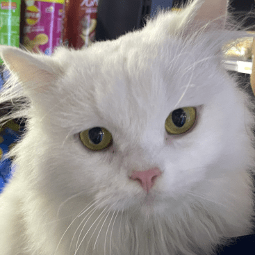 Peizezhang Peize Zhang Github - Geometric Art Collection - Retina Quality