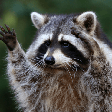 Bonevboyan Boyan Bonev Github - Perfect Vintage Photo - Full HD