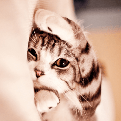 Issues Scx567888 Scx Github - Best Landscape Illustrations in 8K