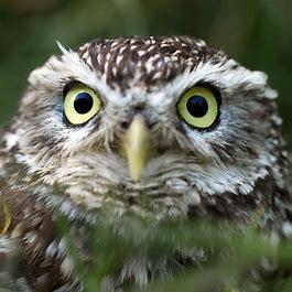 Shaun Hawley Github - Geometric Image Collection - High Resolution Quality