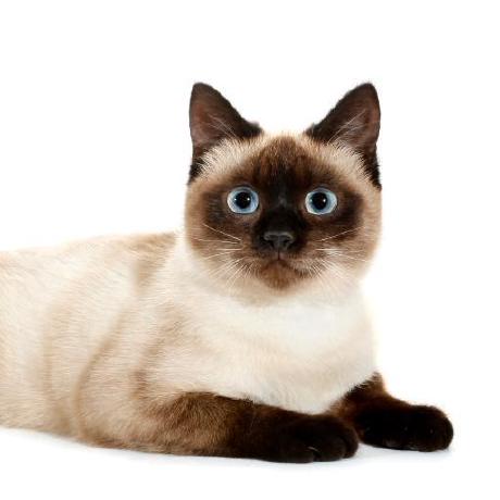 Santi517 Santi Github - Gradient Illustration Collection - Desktop Quality