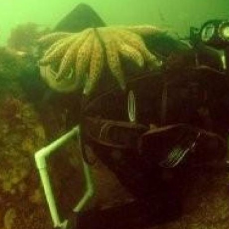 Github Jslefche Piecewisesem Piecewise Structural Equation Modeling In R - Colorful Designs - High Quality Retina Collection