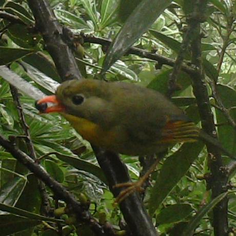 Github Zc 97 Dimcl - Best Colorful Pictures in HD