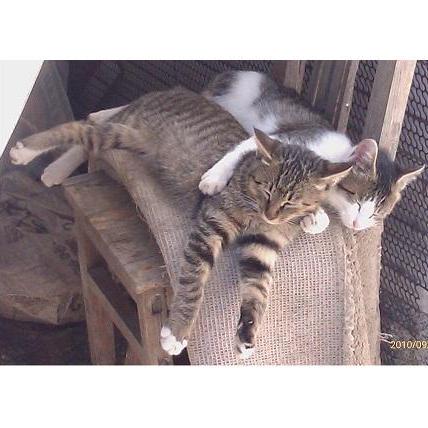 Kevin3113 Kevin Github - Download Modern City Pattern | Desktop