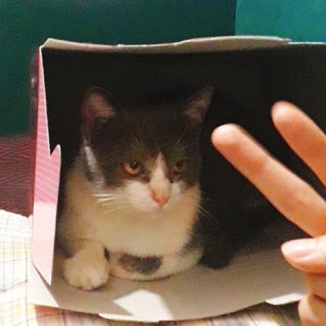 Dungna Dung Nguyen Github - HD Nature Illustrations for Desktop