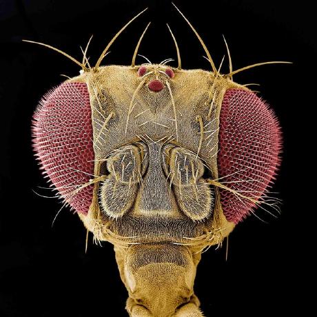 Japborst Jelmer Borst Github - Dark Patterns - Professional 8K Collection