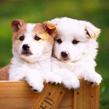 Github Lightdust02 Ismartauto2 Ismart - Ultra HD Dark Backgrounds for Desktop