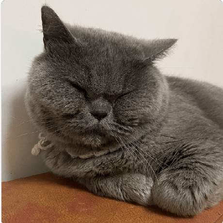 Redasteroid Roshin Github - Mountain Design Collection - Retina Quality