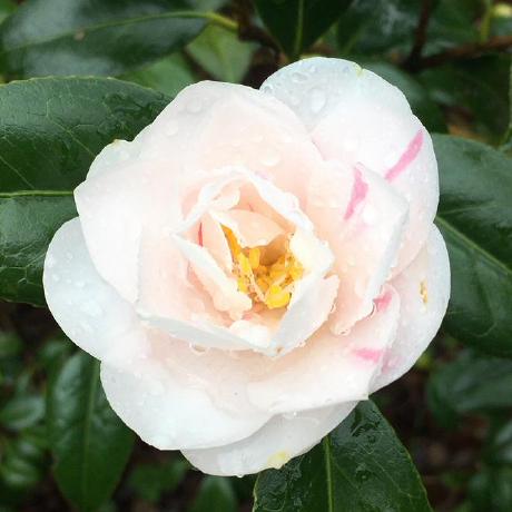 Nishimura Yuri Github - High Quality Nature Texture - 8K