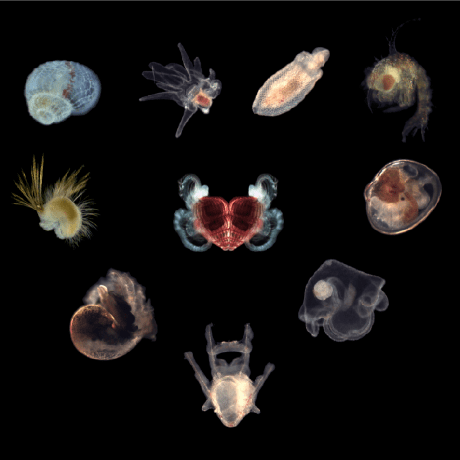 Larval Larval Github - Download Modern Mountain Picture | Ultra HD