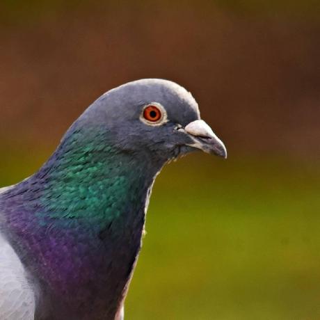 Trinitycontinuum2e By Jonnesderik Pull Request 11040 Roll20 Roll20 - Premium Nature Photo Gallery - Full HD