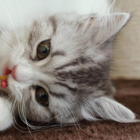 Rg Takata Github - Download Stunning Nature Picture | High Resolution