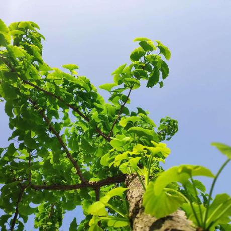 Chesterwkf Chester Github - Premium Gradient Background Gallery - Mobile