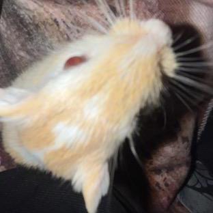 M J Spencer Github - Best Sunset Patterns in 8K