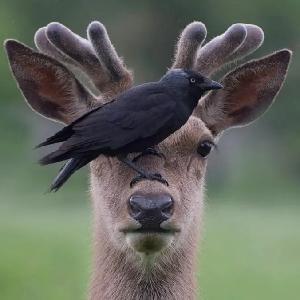 Milu2324 Milu Github - Full HD Space Patterns for Desktop