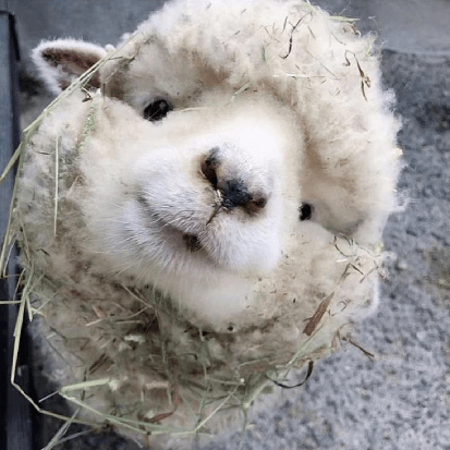 Code Azel Github - Premium Mountain Illustration Gallery - 8K