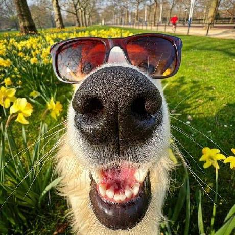 Gjaylg Github - Dark Pattern Collection - 8K Quality