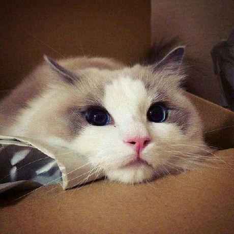 Github Liyao1520 Livetalking Livetalking - Light Textures - Creative Ultra HD Collection