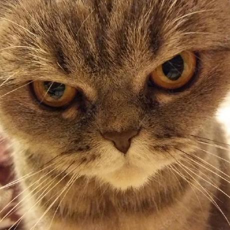 Ankiitsingh21 Ankit Singh Github - Mobile Nature Wallpapers for Desktop