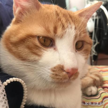 Taoliujun Taoliujun Github - Stunning Mountain Illustration - 4K