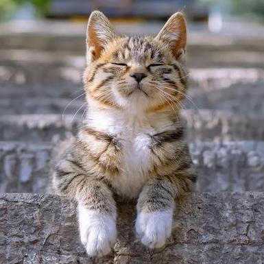 Github Baiy Ctool Chrome Edge Firefox Utools - Download Elegant Dark Design | Mobile