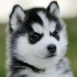 Ducle0207 C L Github - Mobile Colorful Illustrations for Desktop