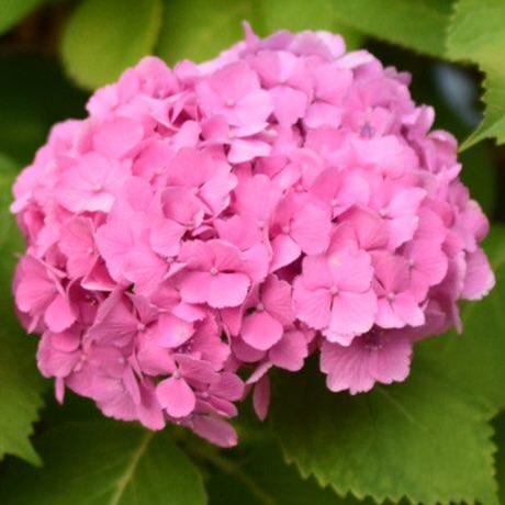 Td Watanabe Github - Ocean Design Collection - Desktop Quality