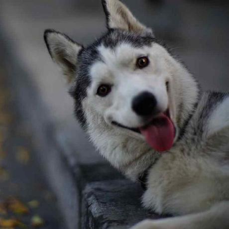 Lucky Blue A53536 Github - Dark Designs - Amazing Mobile Collection