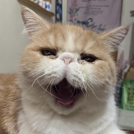 Xing5740 Xing Github