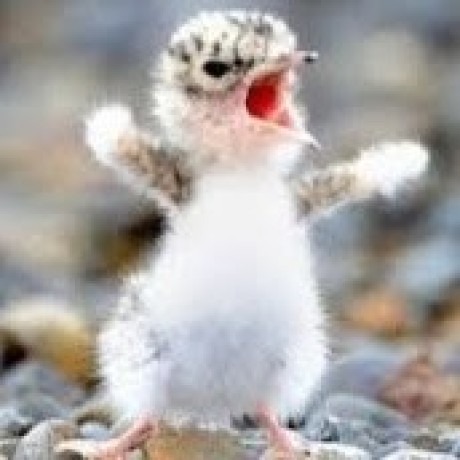 Github Gedachandini Chandini - Premium Nature Image Gallery - 4K