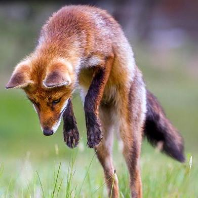 Flailing Fox Github - Stunning Nature Texture - Full HD