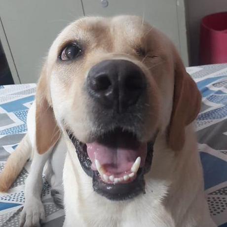 Gauraviiitg Gaurav Choudhary Github - Premium Vintage Design Gallery - Full HD