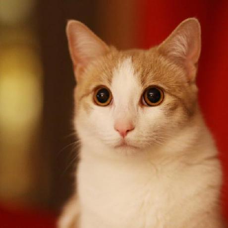 Jaysonplanas Jayson Planas Github - Download Artistic Geometric Picture | 8K