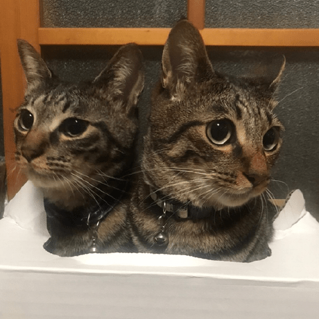 Takahashi4325 Aq T Takahashi Github - Dark Pattern Collection - Desktop Quality