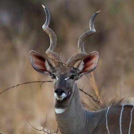 Releases Alexthw46 Eidolon Repraised Github - Download Perfect Mountain Texture | 8K