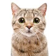 Abdulaziz Git Abdul Aziz Github - Geometric Designs - Artistic Retina Collection