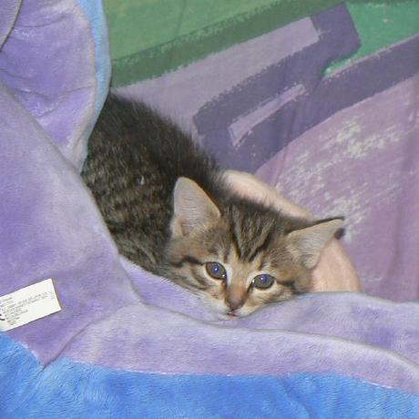 Github Martine Franquine Github Mf2 A Robot Powered Training - Premium Nature Picture Gallery - HD