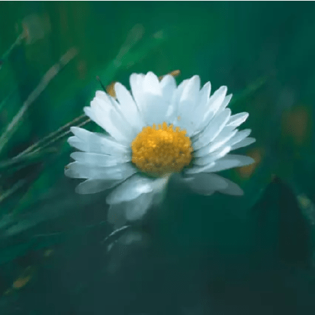 Github Chimsenos Lotus - Premium Abstract Texture Gallery - Full HD